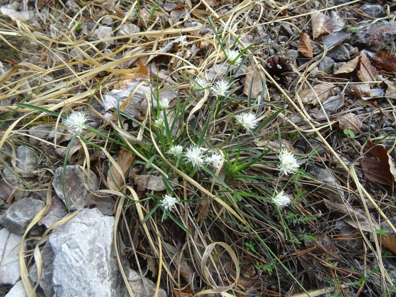 Carex baldensis - Cyperaceae